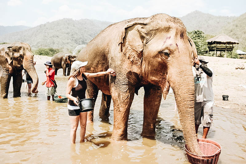 Volunteering at an Elephant Sanctuary