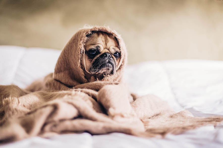 Dog Pug Blanket Unsplash