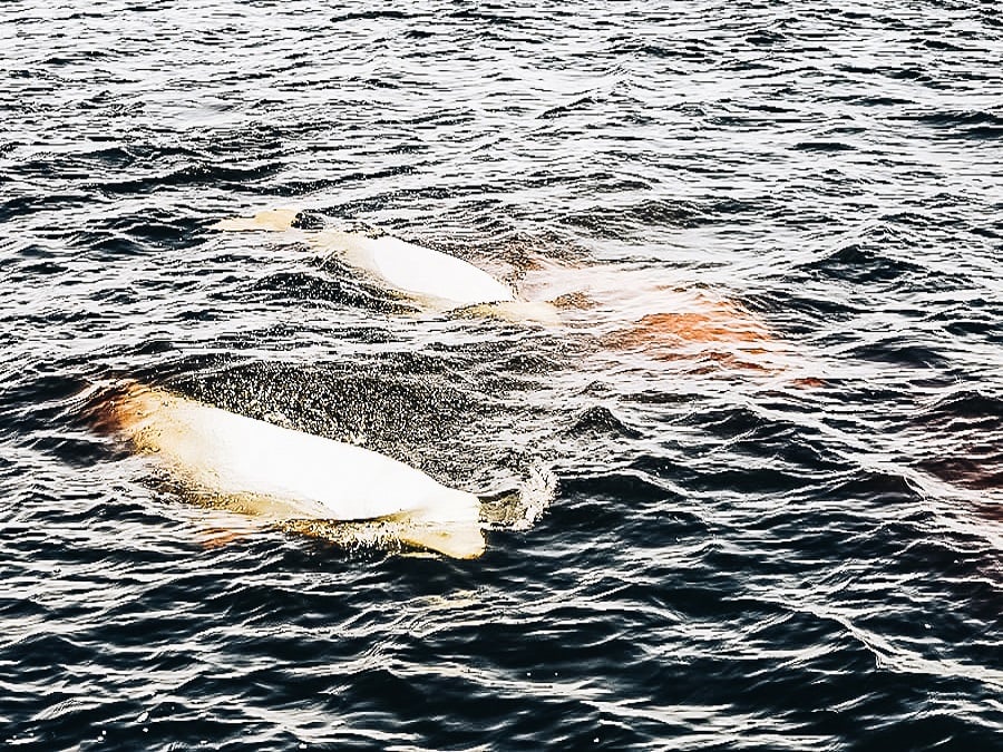 Manitoba