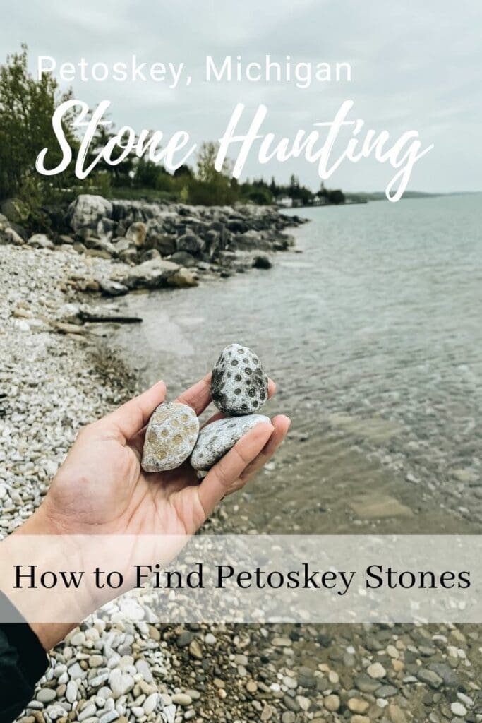 Petoskey Stones Hunting for the Healing Rocks of Michigan