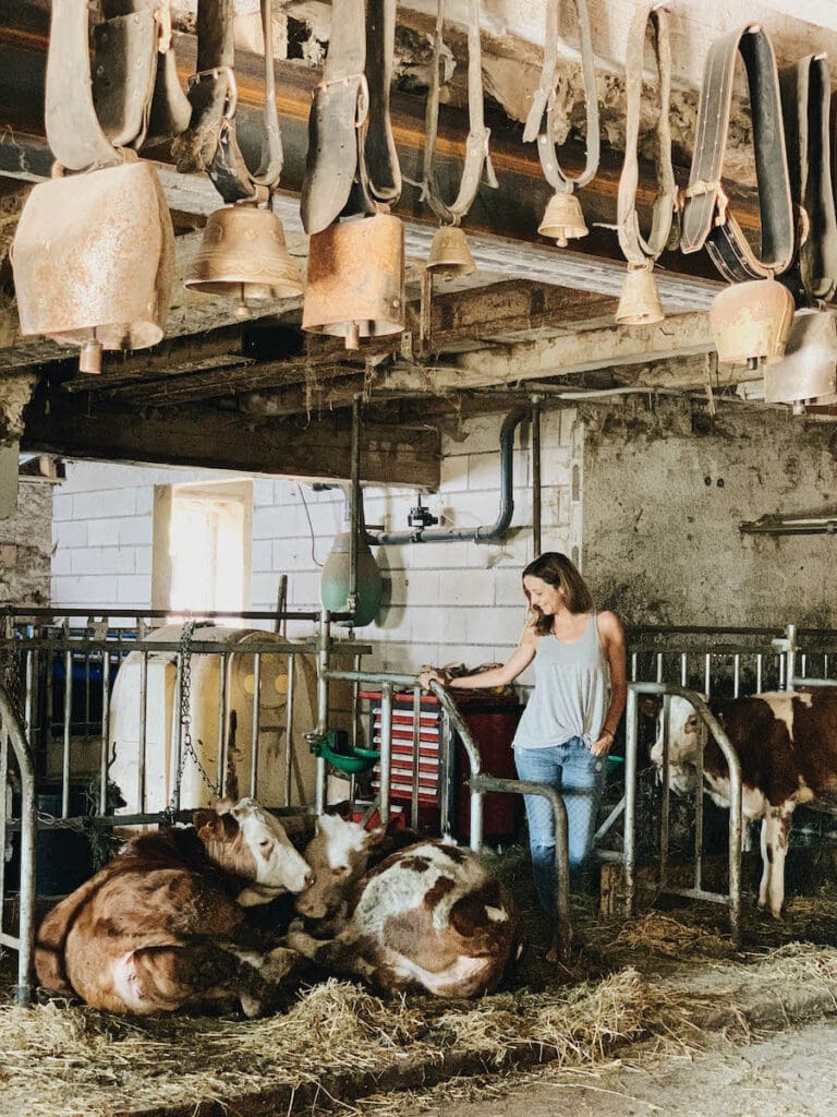 Comte Cheese Route Cows in Eastern France