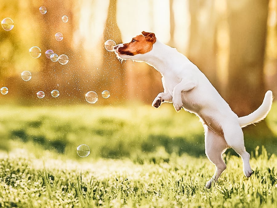Play with Bubbles Play with Bubbles