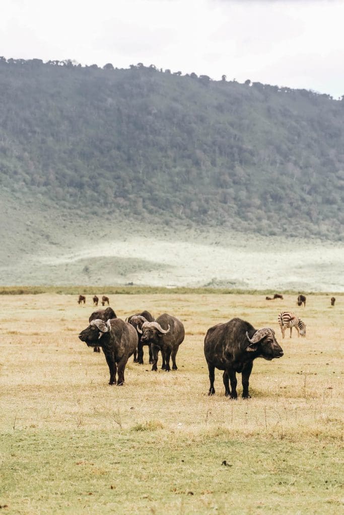 African Cape Buffalo on Safari in Tanzania