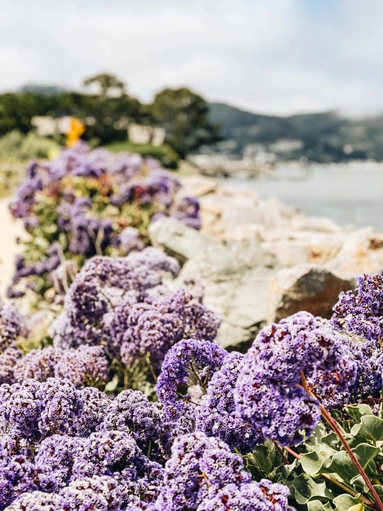 Flowers along the Tiburon Historical Walk