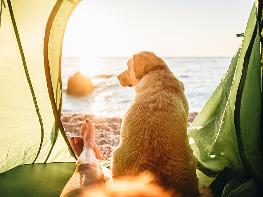 Take Your Dog Camping