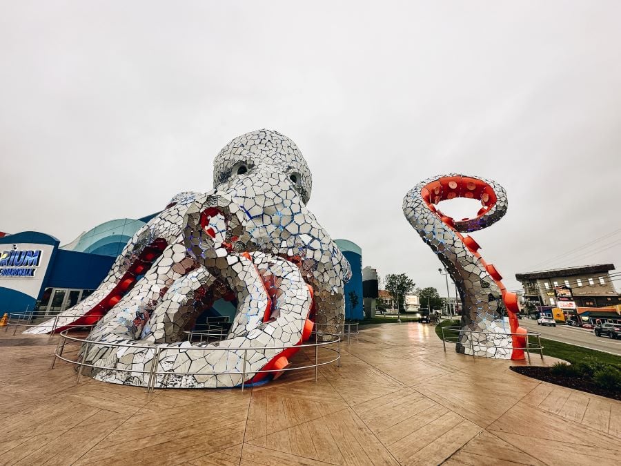 Branson Aquarium Octopus