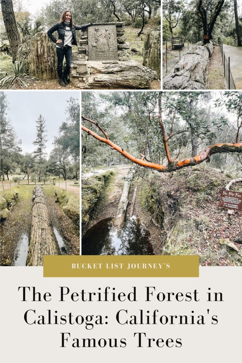 The Petrified Forest in Calistoga Pinterest