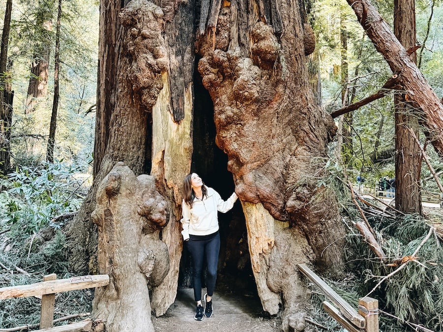 Muir Woods Trees