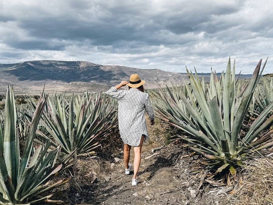 Mezcal, Oaxaca Mexico Mezcal Tour