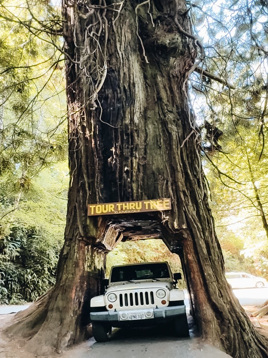 Klamath Tour Thru Tree