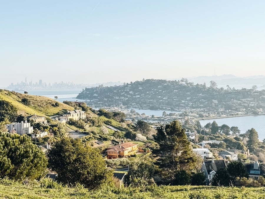 Hippie Tree Tiburon View