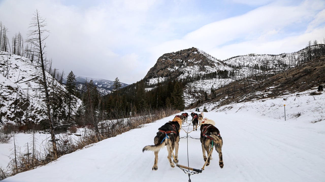 Husky dog sledding dogs lined up in the snow
