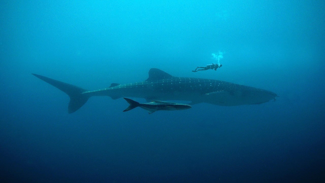 A whale shark with a smaller fish and scuba diver in the blue water